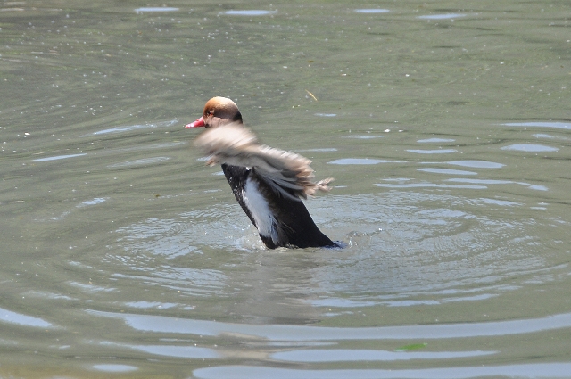 red-crested pochard, pochards-14.jpg - RED-CRESTED POCHARD - ARUNDEL - 20.4.11